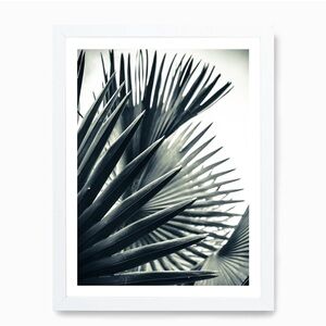 Selling Palm Shade picture
